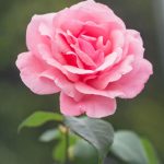 Close-up of a blooming pink rose outdoors, perfect for backgrounds or wallpapers.