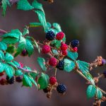 Vibrant blackberries growing on a branch in Adrar, Algeria.